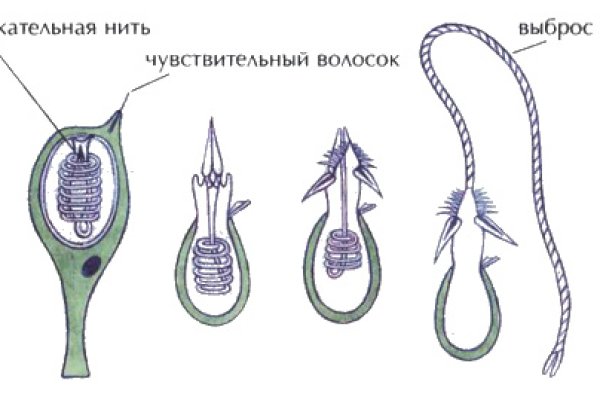 Что такое кракен маркет торкнет